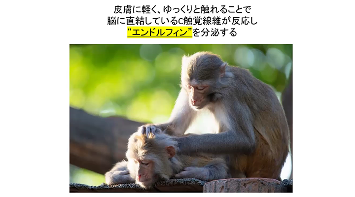 毛づくろいによって、エンドルフィンが放出