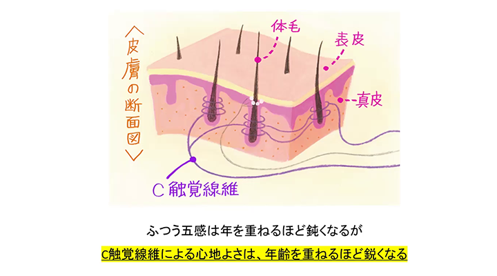 C触覚繊維
