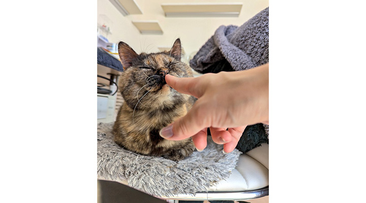 最愛のペット