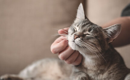 猫が撫でられている