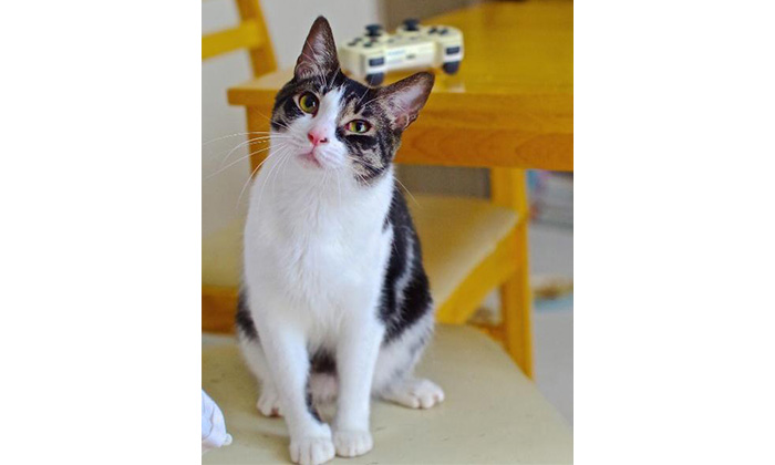 響介さんの愛猫ポポロンくん