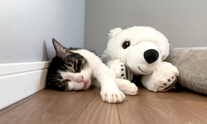 響介さんの愛猫ポポロンくん