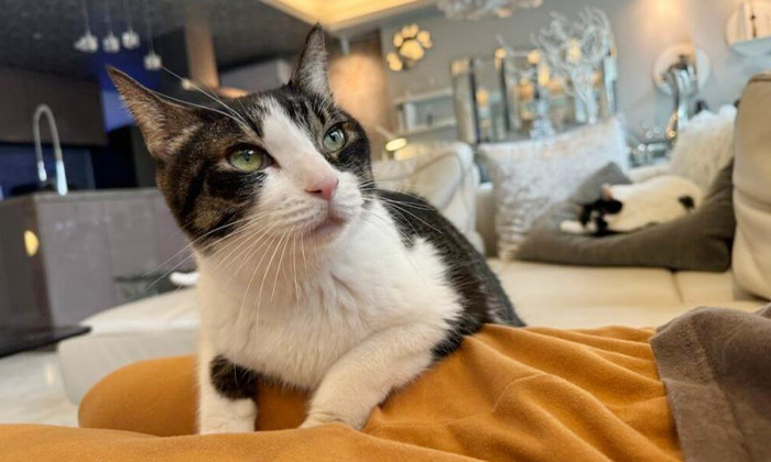 響介さんの愛猫ポポロンくん