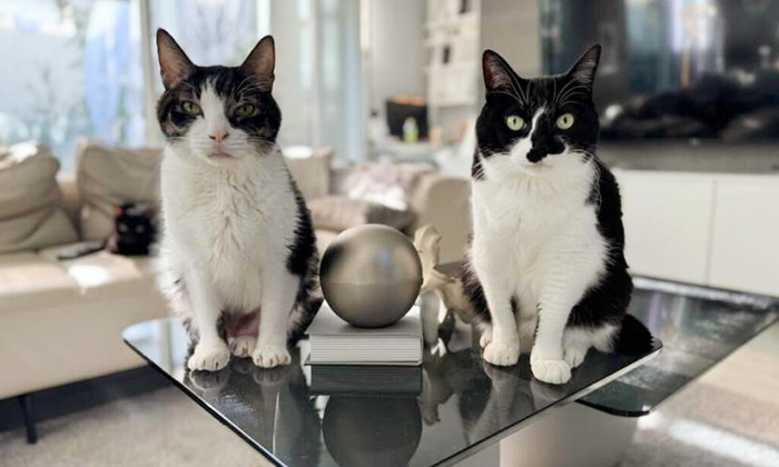 響介さんの愛猫たち