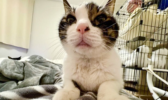 響介さんの愛猫ポポロンくん