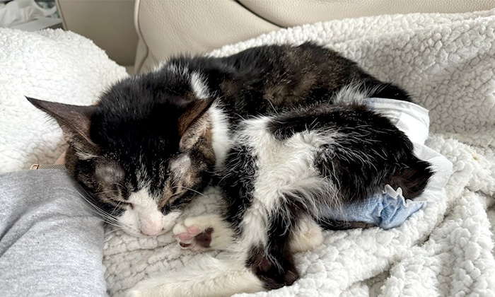 響介さんの愛猫ポポロンくん