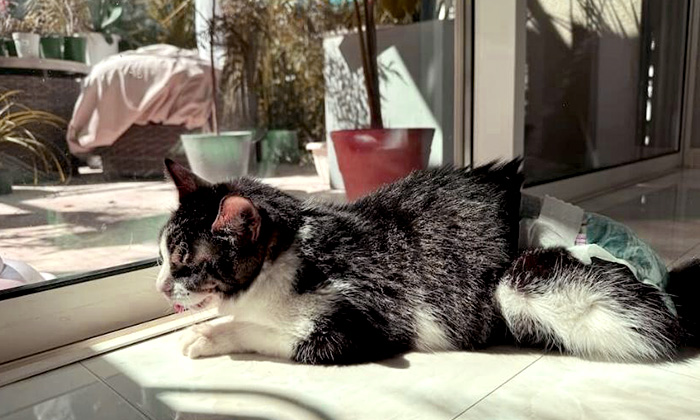 響介さんの愛猫ポポロンくん