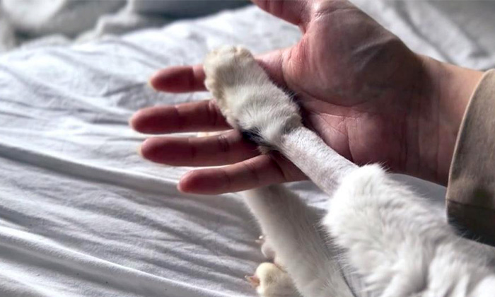 響介さんの愛猫ポポロンくん