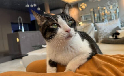 響介さんの愛猫ポポロンくん