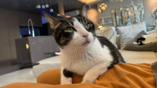 響介さんの愛猫ポポロンくん