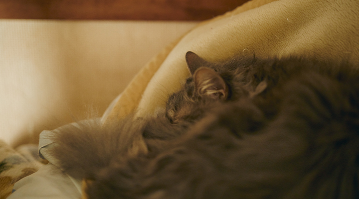 齋藤さんの愛猫｜LIFULL STORIES