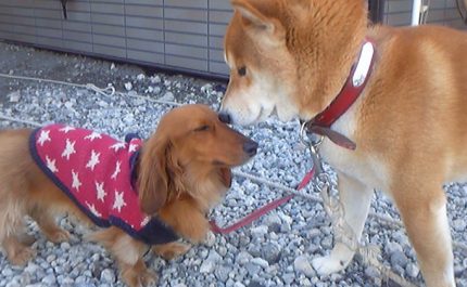 「老いは醜態ではなく、勲章」愛犬2匹を看取った漫画家が語る“老犬介護と看取り”の体験談