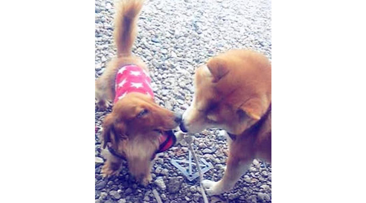 真希ナルセさんの愛犬