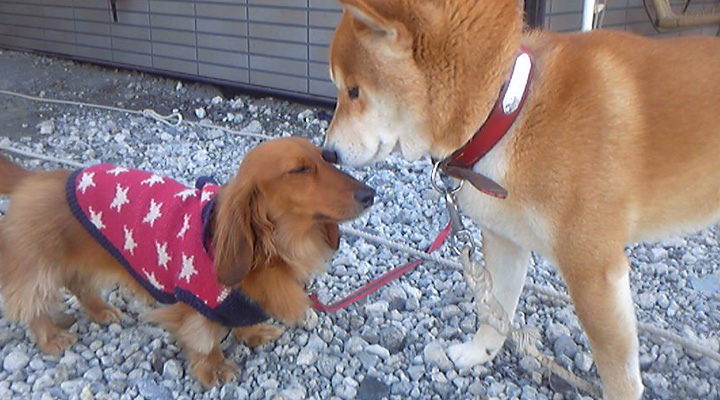 真希ナルセさんの愛犬