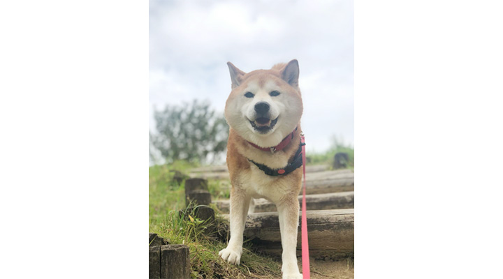 真希ナルセさんの愛犬