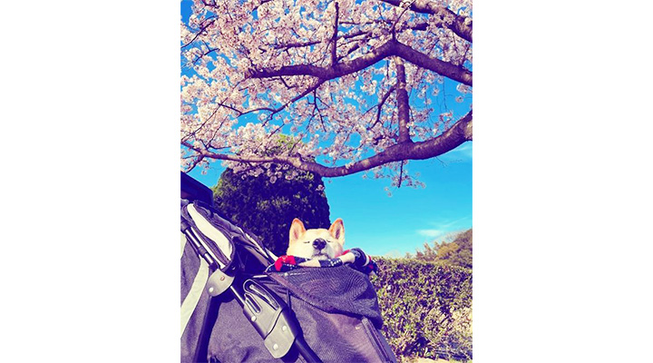真希ナルセさんの愛犬