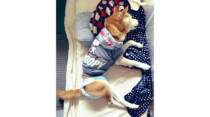 真希ナルセさんの愛犬