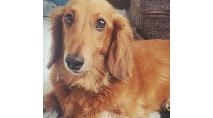 真希ナルセさんの愛犬