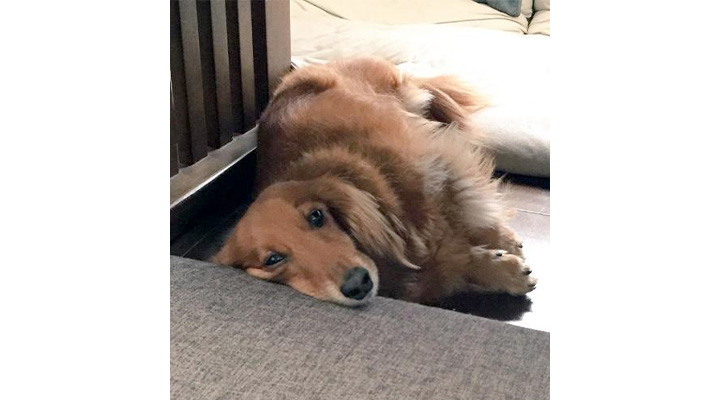 真希ナルセさんの愛犬