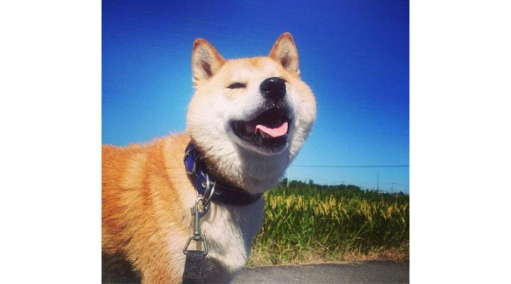 真希ナルセさんの愛犬