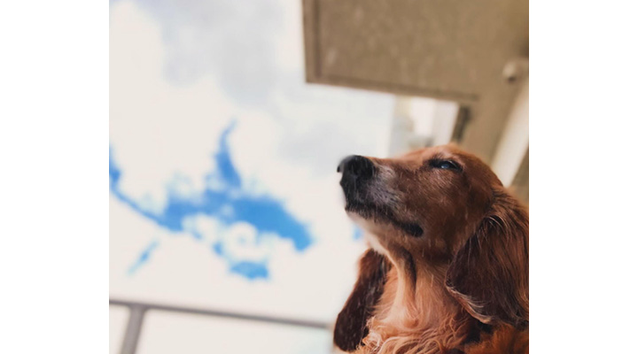 真希ナルセさんの愛犬