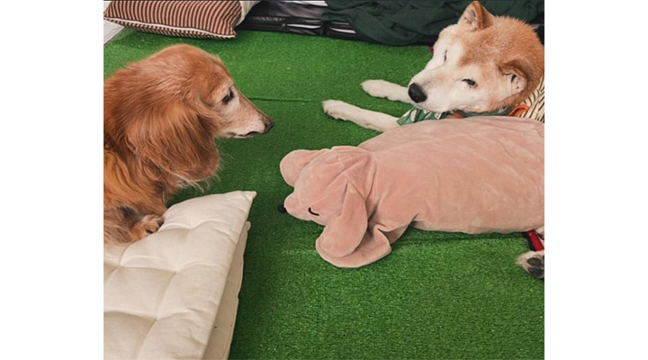 真希ナルセさんの愛犬