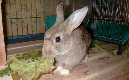 草を食べているグレーがかった茶色のウサギの写真（しらほし卯乃さんのペット）