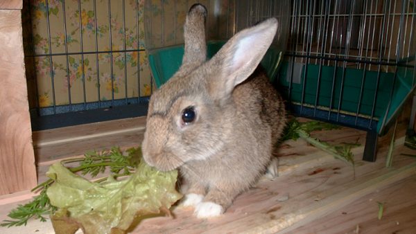 草を食べているグレーがかった茶色のウサギの写真（しらほし卯乃さんのペット）
