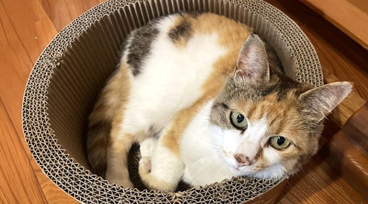 栃木県・那須の長楽寺の猫・ミー子が丸まっている様子