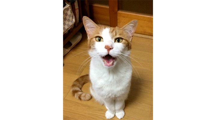 栃木県・那須の長楽寺の猫・シロが鳴く様子