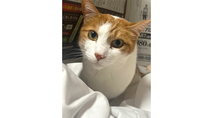 栃木県・那須の長楽寺の猫・シロ