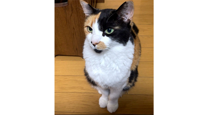 栃木県・那須の長楽寺の猫・ひーちゃん