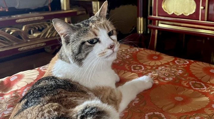 栃木県・那須の長楽寺の猫・ミー子が寝そべる様子