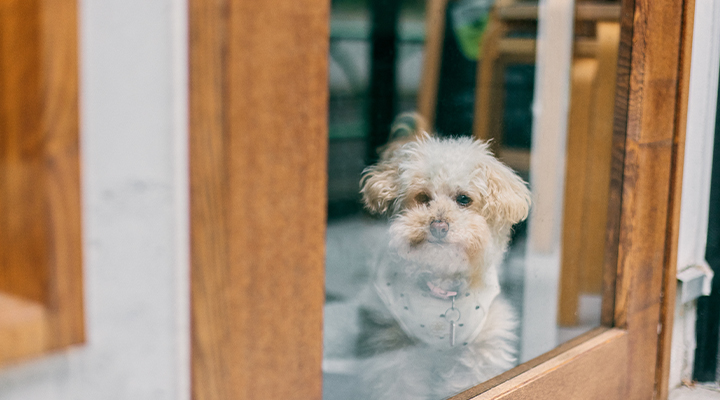 カフェ「Piece of Peace」店主・風間久仁子さんの愛犬・マル。ガラス越しに外を見つめる