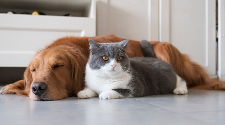 床で寄り添う犬と猫