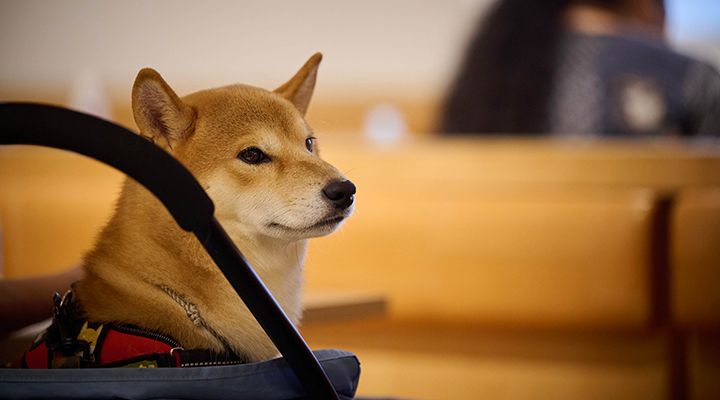「ペットとわたしの終活 〜愛犬・愛猫とずっと安心して暮らすための『備え』と『住まい』〜」に参加したわんちゃん